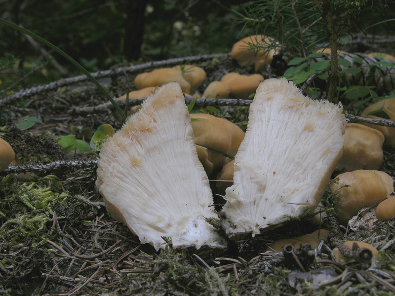 fungo su ceppo, dalla foresta nera